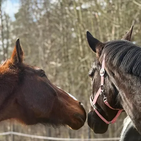 Mongolische Jurte Auf Landhof Inmitten Der Bei Luebeck